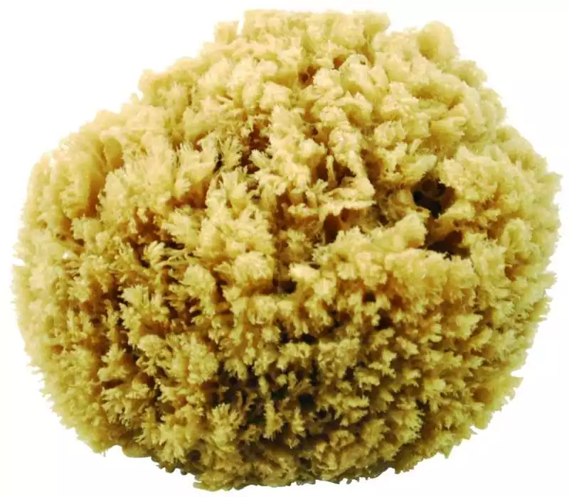 Eponge naturelle de mer n°46 diamètre 15cm environ Eponge naturelle de mer n°46 diamètre 15cm environ