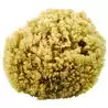Eponge naturelle de mer n°46 diamètre 15cm environ