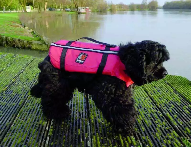 Gilet de sauvetage pour petit chien gilet chien Taille S